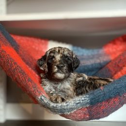 Sheepadoodle Puppies from Oak Hill Doodles