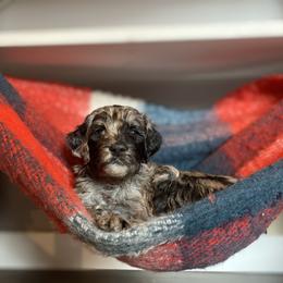 Sheepadoodle Puppies from Oak Hill Doodles