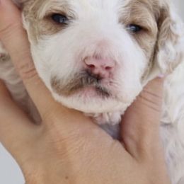 Maltipoos and Poodles from Nelson Creek Farms