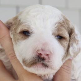 Maltipoos and Poodles from Nelson Creek Farms