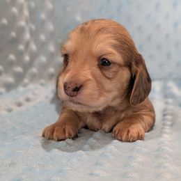 Orange Boy - Cream male Dachshund puppy in Cypress, California from Ferrario Dachshunds