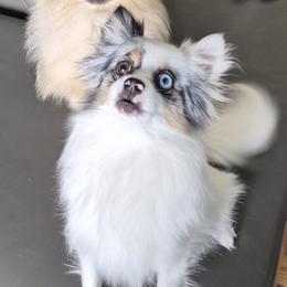 Trickies - Pomeranian