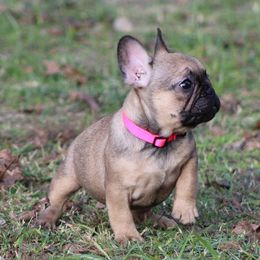 French Bulldog Puppies from Texas Top Notch Frechies
