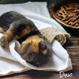 Yorkshire Terrier Puppies from Celestial Family Terriers (Yooper Yorkies)