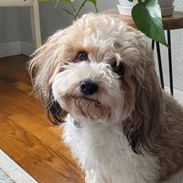 Aussiedoodles from Blue Diamond Puppies