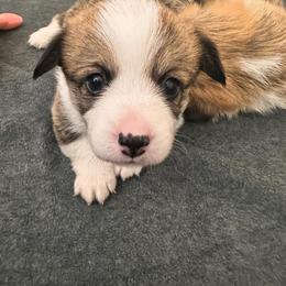 Pembroke Welsh Corgi All Grown Up from Fern Canyon Corgis