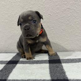 Orange Male - Black and tan male French Bulldog puppy in Republic, Missouri from Ritchie’s Frenchies