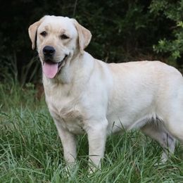 Bluey - Labrador Retriever