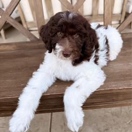 Parker - Brown and white male Aussiedoodle puppy in Allen, Texas from Calena’s Doodles