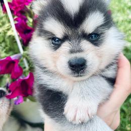 Pandora - Tri-color female Pomsky puppy in Burton, Michigan from Snow Shark Pomskys