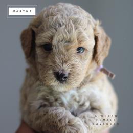 Martha - Apricot female Goldendoodle puppy in Lawton, Oklahoma from Nova's Minidoodles