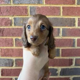 Honor - Chocolate and tan female Dachshund puppy in Loganville, Georgia from Royal Dackel Haus