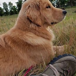 Golden Retriever All Grown Up from Beachwood Golden Retrievers
