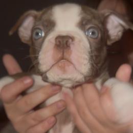 Boston Terrier Puppies from Mad Bossies
