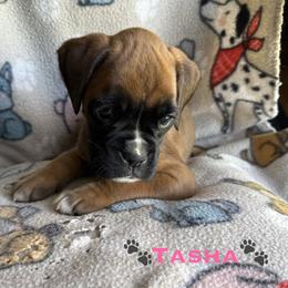 Tasha - Fawn female Boxer puppy in Cicero, New York from MK Boxer Haven of CNY