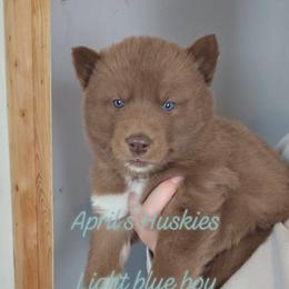 Light blue boy - Red and white male Siberian Husky puppy in Terre Haute, Indiana from April's Huskies