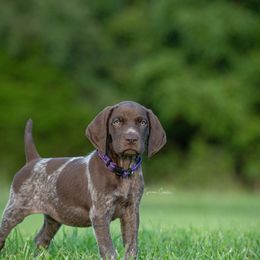 German Shorthaired Pointer and Vizsla Puppies from Nosam Kennels