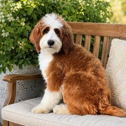 Kinsley-must live within 1 hr of Temecula CA - Red female Bernedoodle puppy in Temecula, California from Brookside Bernedoodles