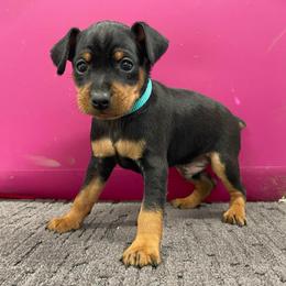 Porter - Black and rust male Miniature Pinscher puppy in Lancaster, Missouri from White Stone Ranch