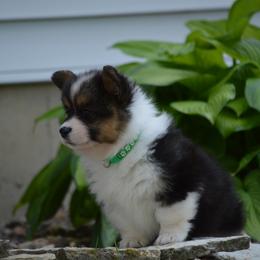 Pembroke Welsh Corgi Puppies from C&G Corgis