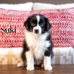 Suki - Black tri female Miniature American Shepherd puppy in Puyallup, Washington from TRAILS END GEMINI