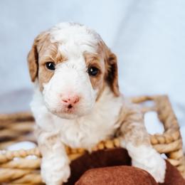 Buzz - Apricot male Goldendoodle puppy in Lakeland, Florida from Rolling Oak Doodles