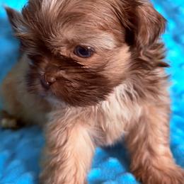 Boy 3 - Tricolor male Shih Tzu puppy in Florida from Shih tzus and Shorkies Galore