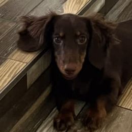 Dachshunds from Cencal Doxies