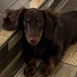 Dachshunds from Cencal Doxies