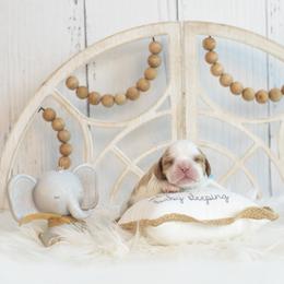 Brittany and Cavalier King Charles Spaniel Puppies from Katy Cavaliers & Barefoot Days Brittanys