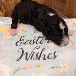 Girl 3 - Black and white female Aussiedoodle puppy in Lavonia, Georgia from H & A Kennels