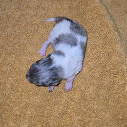 Kringle - Blue merle male Pomeranian puppy in Angleton, Texas from Pomeranian Palace, LLC