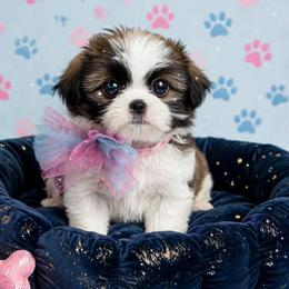 Shichon and Shih Tzu Puppies from Angie’s Teddy Bear Puppies Minnesota