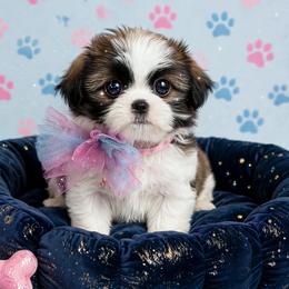 Shichon and Shih Tzu Puppies from Angie’s Teddy Bear Puppies Minnesota