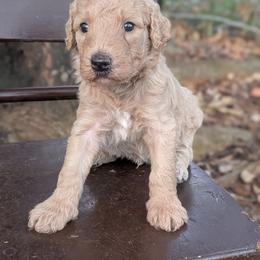Orange - Apricot male Goldendoodle puppy in Prattville, Alabama from Jericho Junction Doodles and Poodles