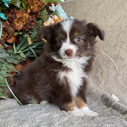 Ember - Red & white female Miniature Australian Shepherd puppy in Oroville, Washington from High Mountain Aussies