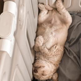 Goldendoodle Puppies from The Dood Effect