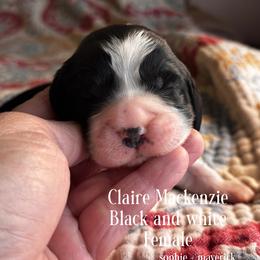 Claire MacKenzie - Black and white female English Springer Spaniel puppy in Tupalo, Mississippi from Butterfield Trail Farm