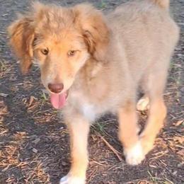 Vivienne - Sable female Aussiedoodle puppy in Grand Saline, Texas from Aussies Acre