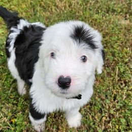 Klaus - Black and white Sheepadoodle puppy in Egg Harbor City, New Jersey from Doodles by Starlight