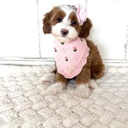 Lily potter - Red  female Goldendoodle puppy in Saratoga Springs, Utah from DayDreamDoodles