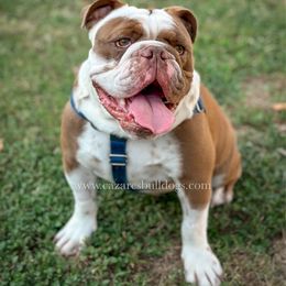 Bosco - Fallow male Bulldog puppy in Sabinal, Texas from Cazares Royal Lineage Bulldogs