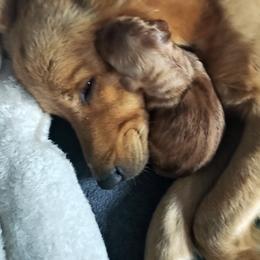 Golden Retriever Puppies from Ginger Snap Golden Retrievers