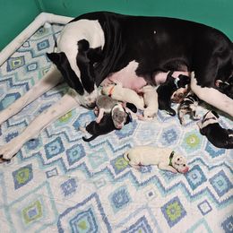 Cardigan Welsh Corgi and Great Dane Puppies from McOwen Kennels
