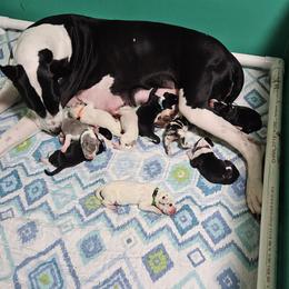 Cardigan Welsh Corgi and Great Dane Puppies from McOwen Kennels
