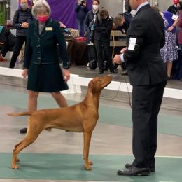 Vizsla All Grown Up from Arailek Vizslas