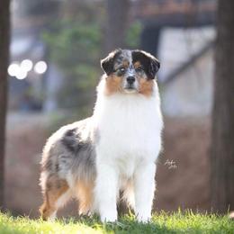 Toast - Australian Shepherd