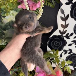 Blue and tan king - Blue and tan male Pomeranian puppy in Fayetteville, North Carolina from Tar-heel Poms