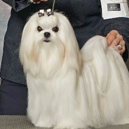 Eva - Maltese