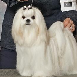 Eva - Maltese